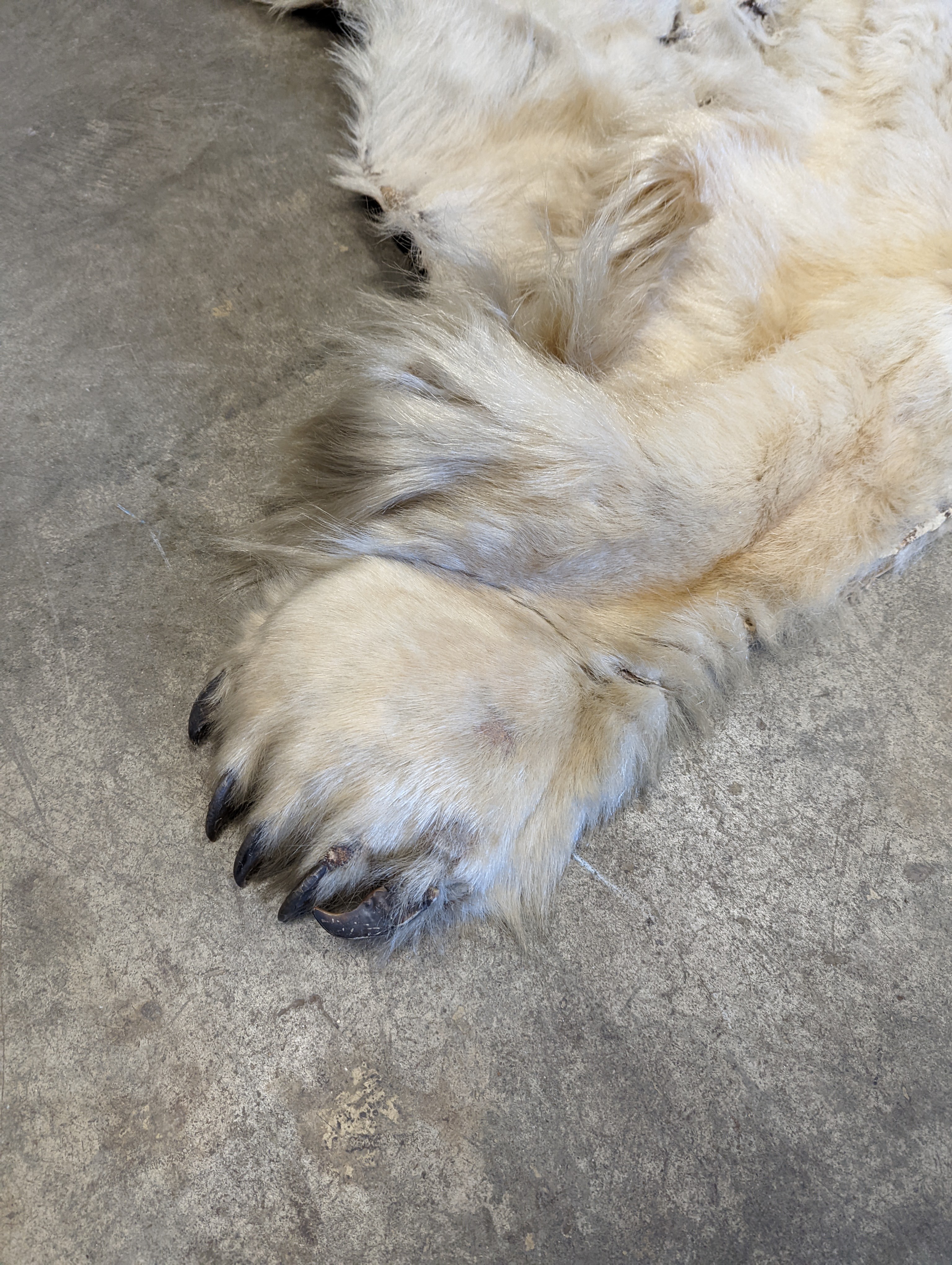 Taxidermy, Polar bear skin (Yrsus Maritimus), a large adult skin rug with head mount, mouth open, pads with claws, backed onto canvas, nose to tail approx. 260cm